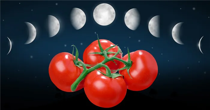 Лунный календарь - посев томатов