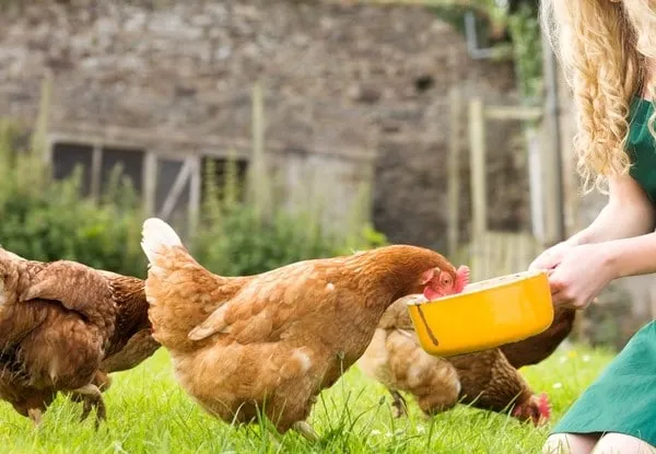 Как кормить цыплят, чтобы получить много в