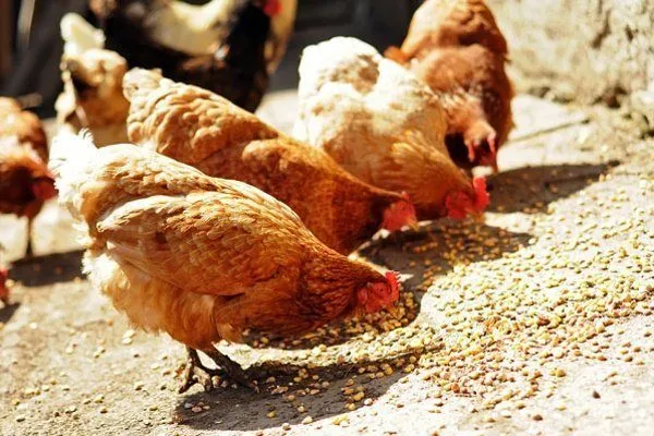 Цыплята едят кукурузу