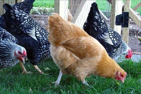 Цыплята ходят по траве