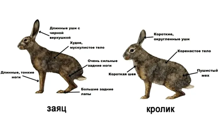 Внешние различия между кроликами и зайцами