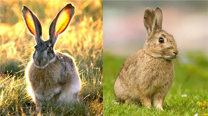 Интересные факты о подвиде американского кролика