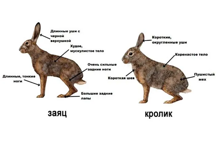 Различия между кроликами и зайцами