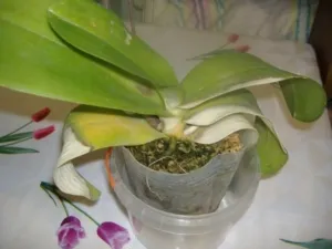 Омоложение растений. Как спасти безлистные орхидеи и каковы причины потери органов.