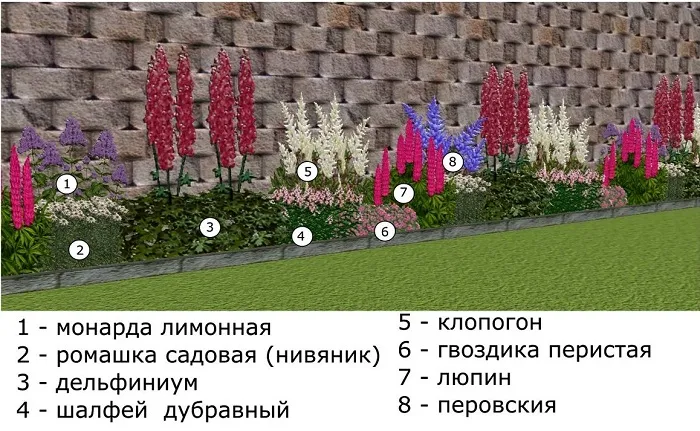 Схема посадки многолетних растений вдоль забора