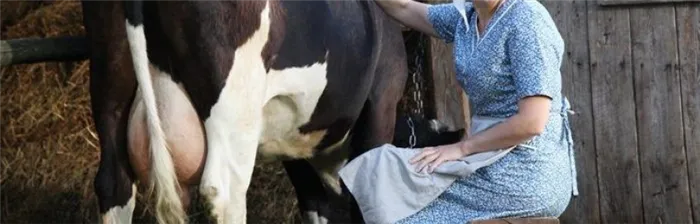 Как я могу предотвратить пинки коров во время доения?