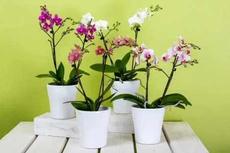 Пошаговая пересадка орхидеи фаленопсис в домашних условиях, в горшки и в различные грунты.
