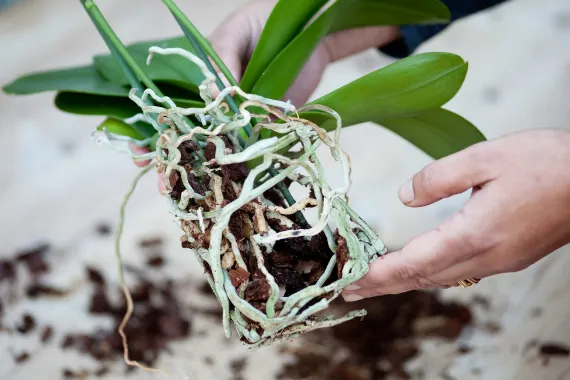 Пошаговая пересадка орхидеи фаленопсис в домашних условиях, в горшки и в различные грунты.