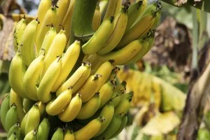 Зрелые бананы на дереве