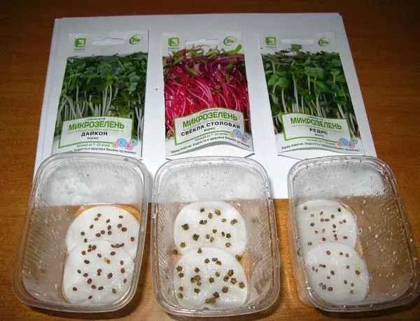 Микрорастения можно выращивать на обезжиренных ватных дисках. Семена мелкой зеленой редьки, столовой свеклы и редиса. Фото Ирины Шкут.