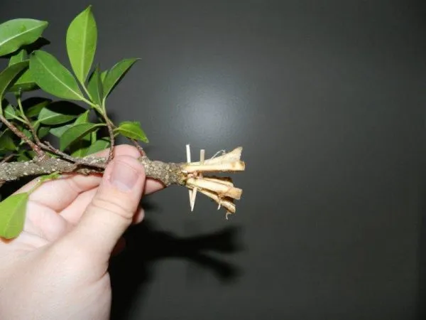 Секреты размножения Ficus Rubberii: как укоренить разные части растения?