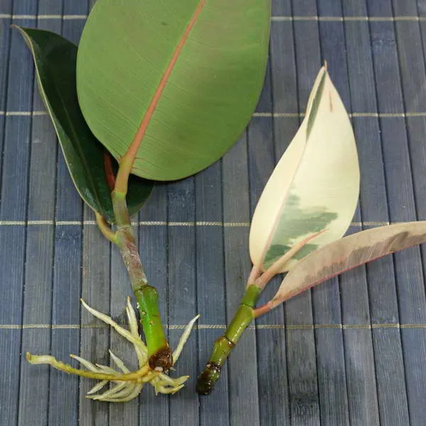 Секреты размножения Ficus Rubberii: как укоренить разные части растения?