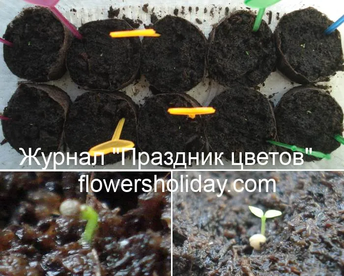 Маленькие растения лизиантуса в земле