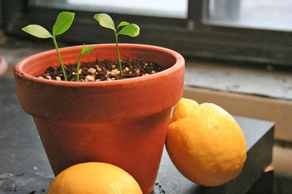 Выращивание лимонов.