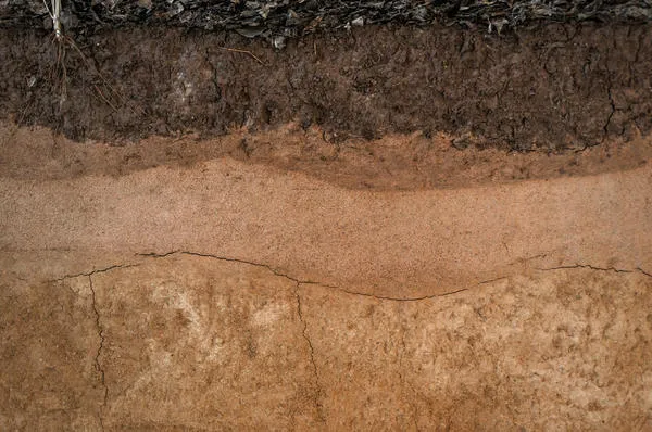 Гумусовые почвы образуют плодородные горизонты на различной глубине