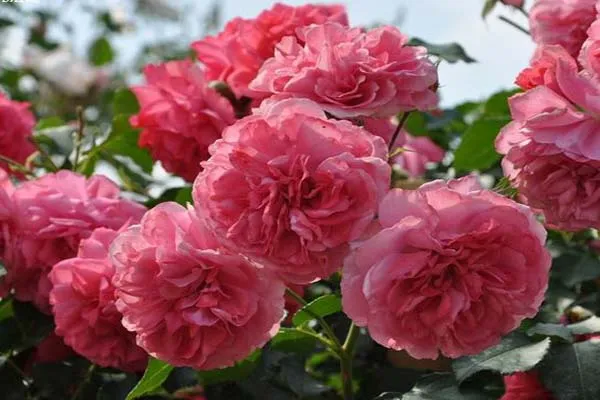 Зимние розы Rambler