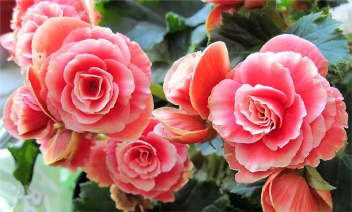 Цветы любви: комнатные растения, которые приносят счастье в дом
