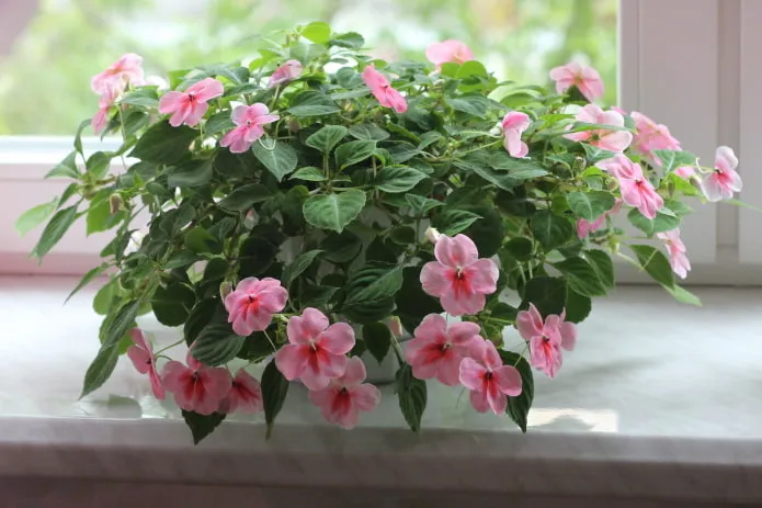 Цветы любви: комнатные растения, которые приносят счастье в дом