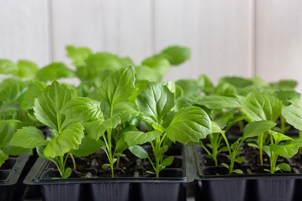 Чтобы вырастить здоровые растения, используйте стерильную почву и не поливайте слишком обильно.