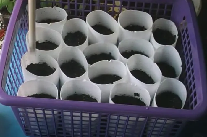 Посадить семена баклажанов