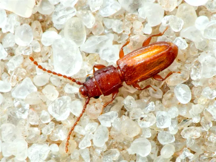 Мучные красные жуки. Личинки могут глубоко испортить продукты питания.