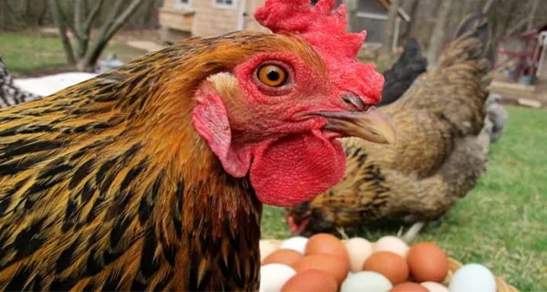 Куры перед яйцами