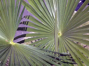 Трахикарпус пальмовый: уход в домашних условиях
