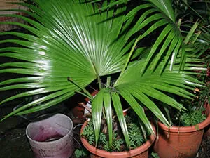 Ливингстонская пальма: уход за домом