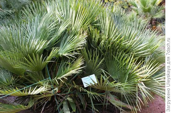 Хамерупский медленно пальмовый куст