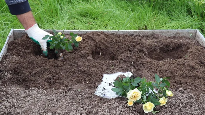 Заполните посадочную яму компостом и хорошо полейте. Посадите растения.