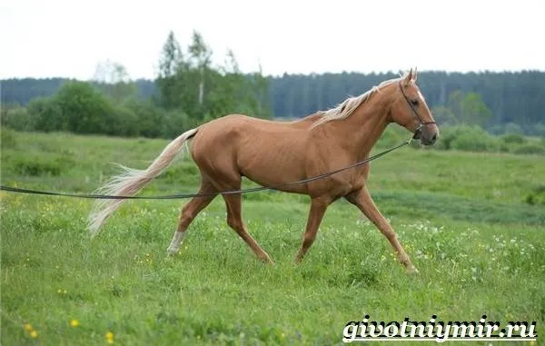 Лошади масти - описание - фотографии и клички масти - 12 лошадей