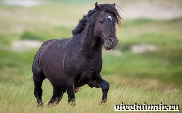 Лошади масти - описание - фотографии - имена масти - семь лошадей