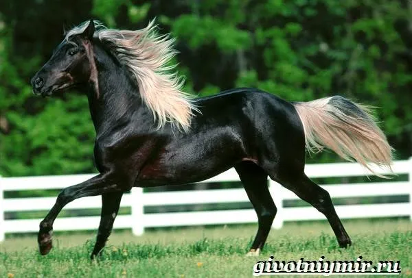 Лошади масти - описание - фотографии и названия лошадей масти-8