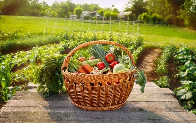 Домашние овощи в корзинах