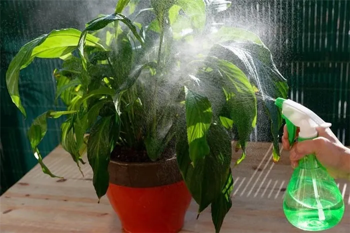 Как поливать комнатные растения янтарной кислотой