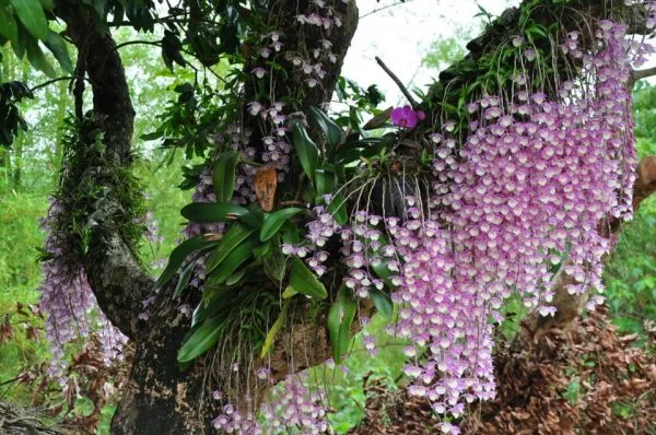 Орхидеи в природе.