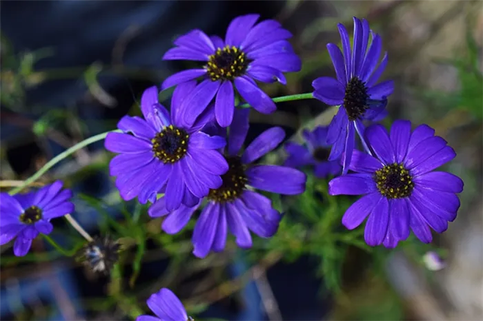 Пурпурный короткохвостый цветок
