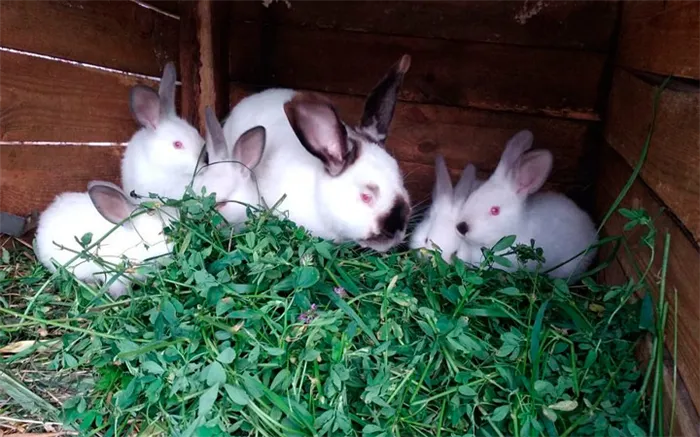 Зеленый корм для кроликов