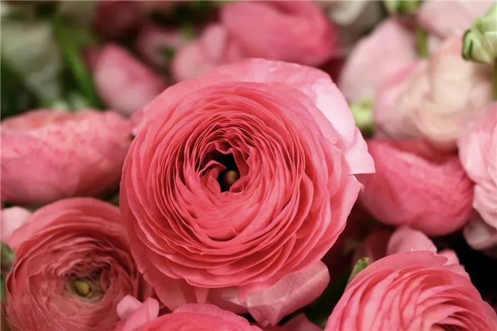 Роза-близнец: пять цветков, которые выглядят в точности как розы.