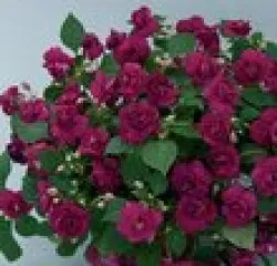 МахровыеБальзамины5 цветков, похожих на розы
