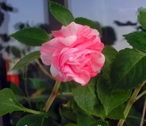 МахровыеБальзамины розовый цветок1