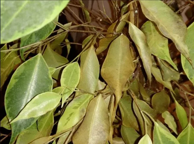 Ficus bendjamina сбрасывает листья: причины и что делать в домашних условиях.