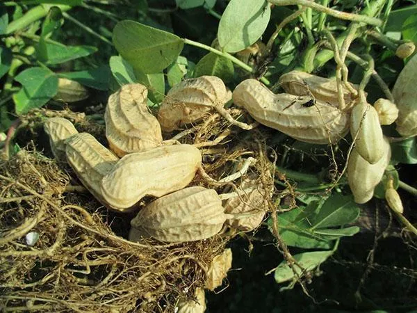 Сбор урожая арахиса