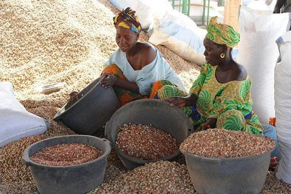 Женщина собирает урожай арахиса