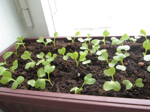 Иберис: выращивание из семян, когда посажен