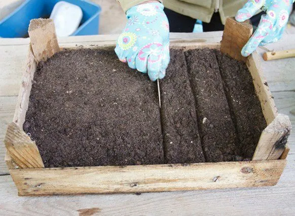 Посейте семена в ящики с торфяно-песчаной смесью.