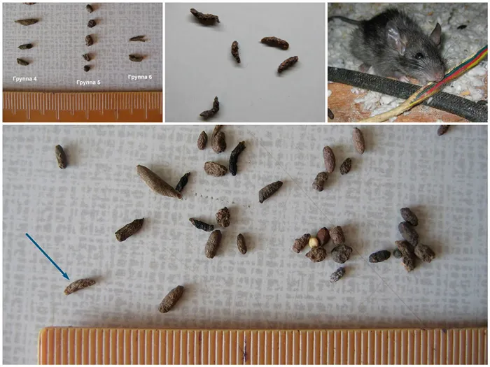 Как обнаружить мышей в своей квартире