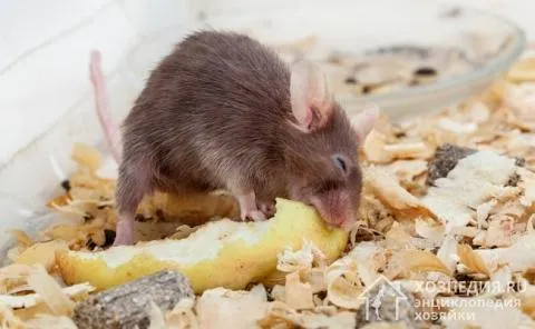 В отличие от стереотипа, мыши всеядны, и сыр не является их любимой закуской.