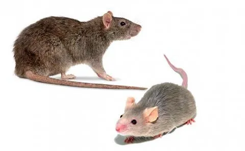 Несмотря на внешнее сходство, крысы и мыши - враги и прямые конкуренты. Поэтому эти грызуны никогда не будут делить между собой территорию