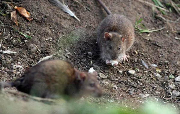 Каковы риски, связанные с мышами?